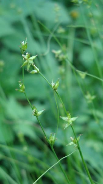 Eastern Star Sedge, Straight-styled Wood Sedge - Carex radiata