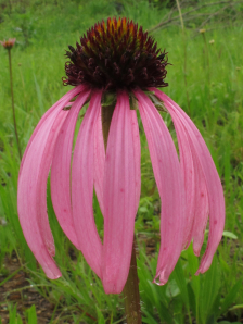 Glade Coneflower, Wavyleaf Purple Coneflower - Echinacea simulata