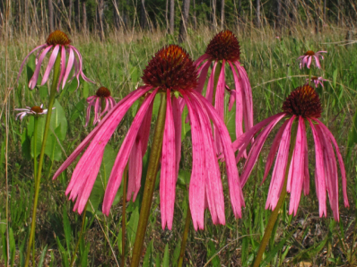 Glade Coneflower, Wavyleaf Purple Coneflower - Echinacea simulata 1