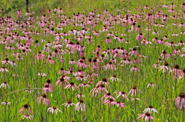 Glade Coneflower, Wavyleaf Purple Coneflower - Echinacea simulata 2