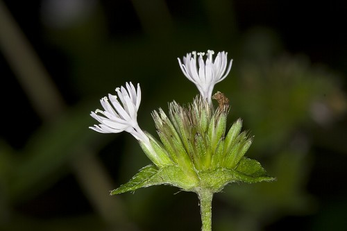 Carolina Elephant’s Foot - Elephantopus carolinianus