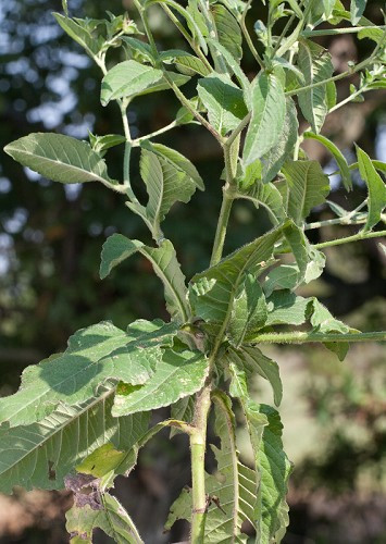 Carolina Elephant’s Foot - Elephantopus carolinianus 1