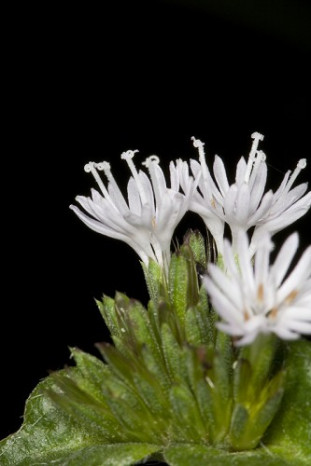 Woolly Elephant’s Foot - Elephantopus tomentosus