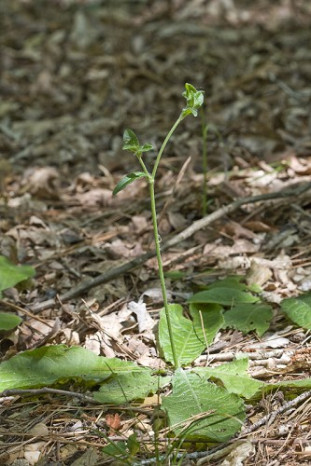 Woolly Elephant’s Foot - Elephantopus tomentosus 2