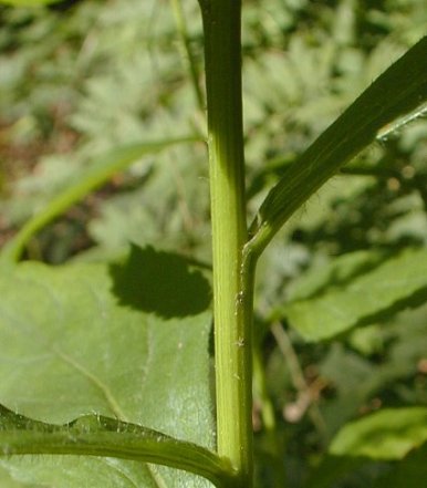 Elm-leaved Goldenrod - Solidago ulmifolia 5