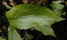 Elm-leaved Goldenrod - Solidago ulmifolia 3