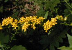 Elm-leaved Goldenrod - Solidago ulmifolia 2