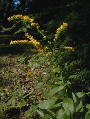 Elm-leaved Goldenrod - Solidago ulmifolia 1