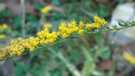 Elm-leaved Goldenrod - Solidago ulmifolia