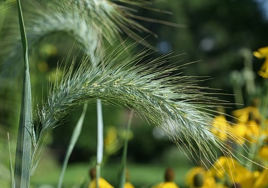 Canada Wild Rye, Prairie Wild Rye, Nodding Wild Rye - Elymus canadensis