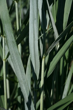 Canada Wild Rye, Prairie Wild Rye, Nodding Wild Rye - Elymus canadensis