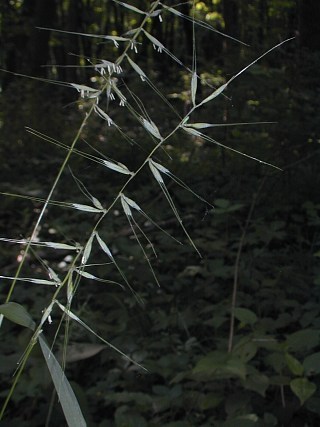 Bottlebrush Grass - Elymus hystrix (Hystrix patula)