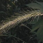 Silky Wild Rye, Hairy Wild Rye - Elymus villosus