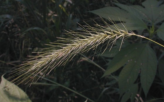 Elymus villosus | Tennessee Smart Yards