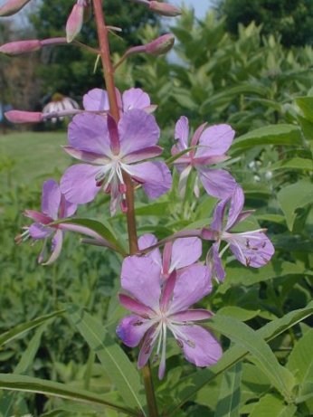 Fireweed, Willow herb - Chamerion angustifolium (Epilobium angustifolium)