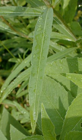 Fireweed, Willow herb - Chamerion angustifolium (Epilobium angustifolium) 1