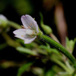 Cinnamon Willow Herb, Purpleleaf Willowherb - Epilobium coloratum
