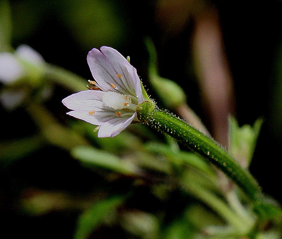 Cinnamon Willow Herb, Purpleleaf Willowherb - Epilobium coloratum