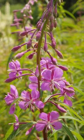 Fireweed, Willow herb - Chamerion angustifolium (Epilobium angustifolium) 2