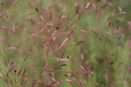 Purple Love Grass - Eragrostis spectabilis
