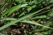 Purple Love Grass - Eragrostis spectabilis 2