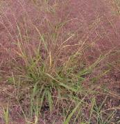 Purple Love Grass - Eragrostis spectabilis 3