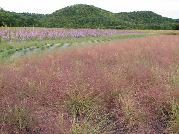 Purple Love Grass - Eragrostis spectabilis 4