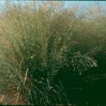 Sand Lovegrass, Sand Love Grass - Eragrostis trichodes