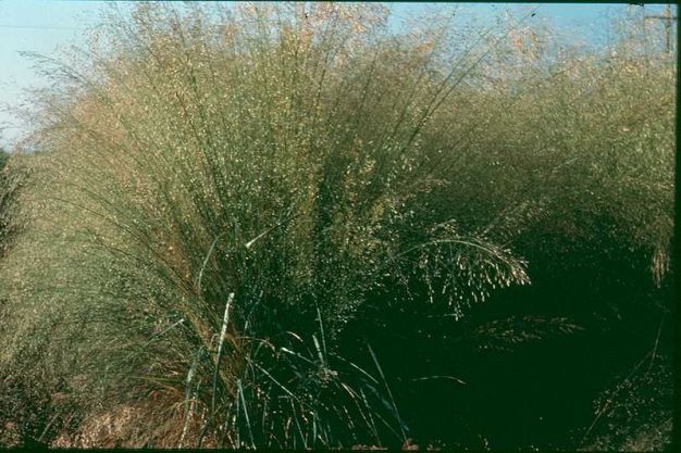 Sand Lovegrass, Sand Love Grass - Eragrostis trichodes