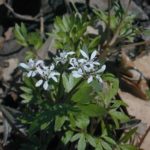 Harbinger-of-Spring, Salt-and-Pepper Plant - Erigenia bulbosa