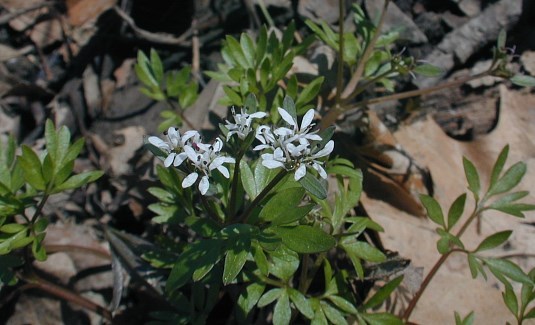 Harbinger-of-Spring, Salt-and-Pepper Plant - Erigenia bulbosa