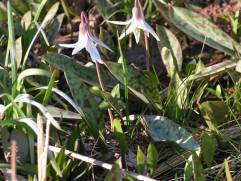 White Trout Lily, White Fawn Lily - Erythronium albidum 2