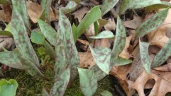 White Trout Lily, White Fawn Lily - Erythronium albidum 3