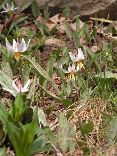 White Trout Lily, White Fawn Lily - Erythronium albidum 4