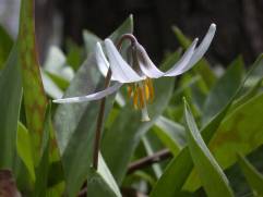White Trout Lily, White Fawn Lily - Erythronium albidum