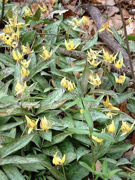 Trout Lily, Dogtooth Violet - Erythronium americanum 2
