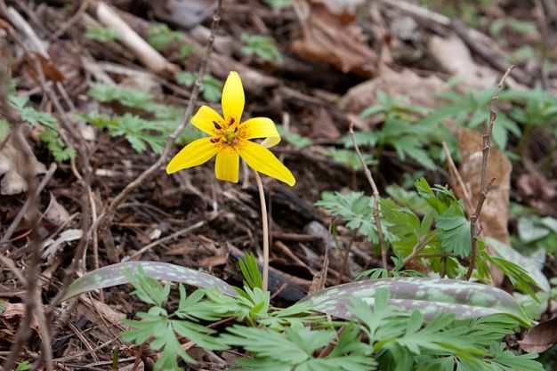 Trout Lily, Dogtooth Violet - Erythronium americanum
