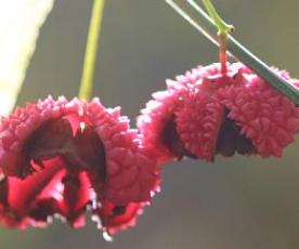 Strawberry Bush, Heart’s-a-bustin, Bursting-Heart - Euonymus americanus 2