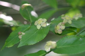 Strawberry Bush, Heart’s-a-bustin, Bursting-Heart - Euonymus americanus