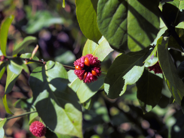 Strawberry Bush, Heart’s-a-bustin, Bursting-Heart - Euonymus americanus 3