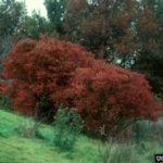 Eastern Wahoo, Burningbush - Euonymus atropurpureus 4
