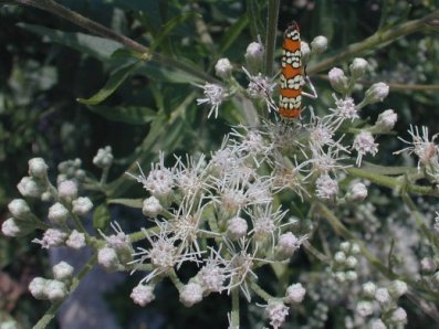 Tall Boneset, Tall Thoroughwort - Eupatorium altissimum 2