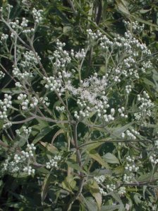 Tall Boneset, Tall Thoroughwort - Eupatorium altissimum 3