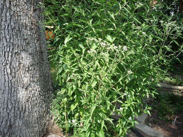 Late Boneset, Lateflowering Thoroughwort - Eupatorium serotinum 2