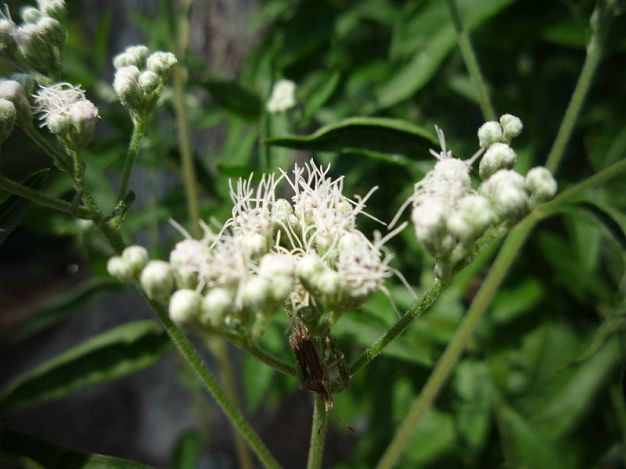 Late Boneset, Lateflowering Thoroughwort - Eupatorium serotinum