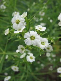 Flowering Spurge - Euphorbia corollata 1