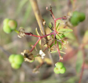 Flowering Spurge - Euphorbia corollata