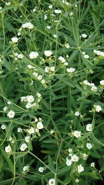 Flowering Spurge - Euphorbia corollata 2