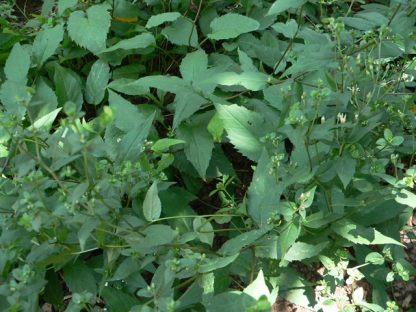 White Wood Aster - Eurybia divaricata (Aster divaricatus) 2