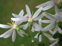 White Wood Aster - Eurybia divaricata (Aster divaricatus) 3